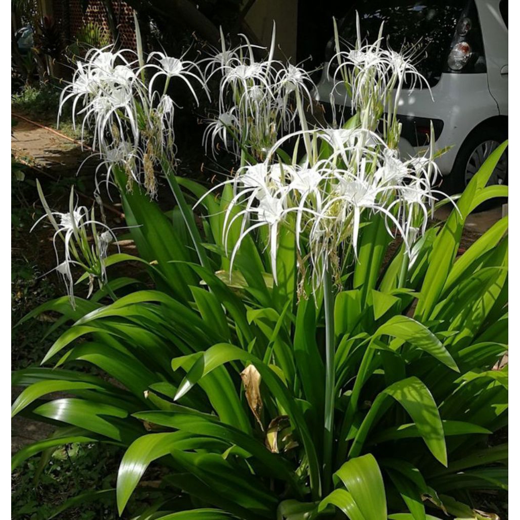 TANAMAN HIAS BAKUNG LELE - TANAMAN HIAS OUTDOOR - TANAMAN HIAS BAKUNG LELE DAUN LEBAR
