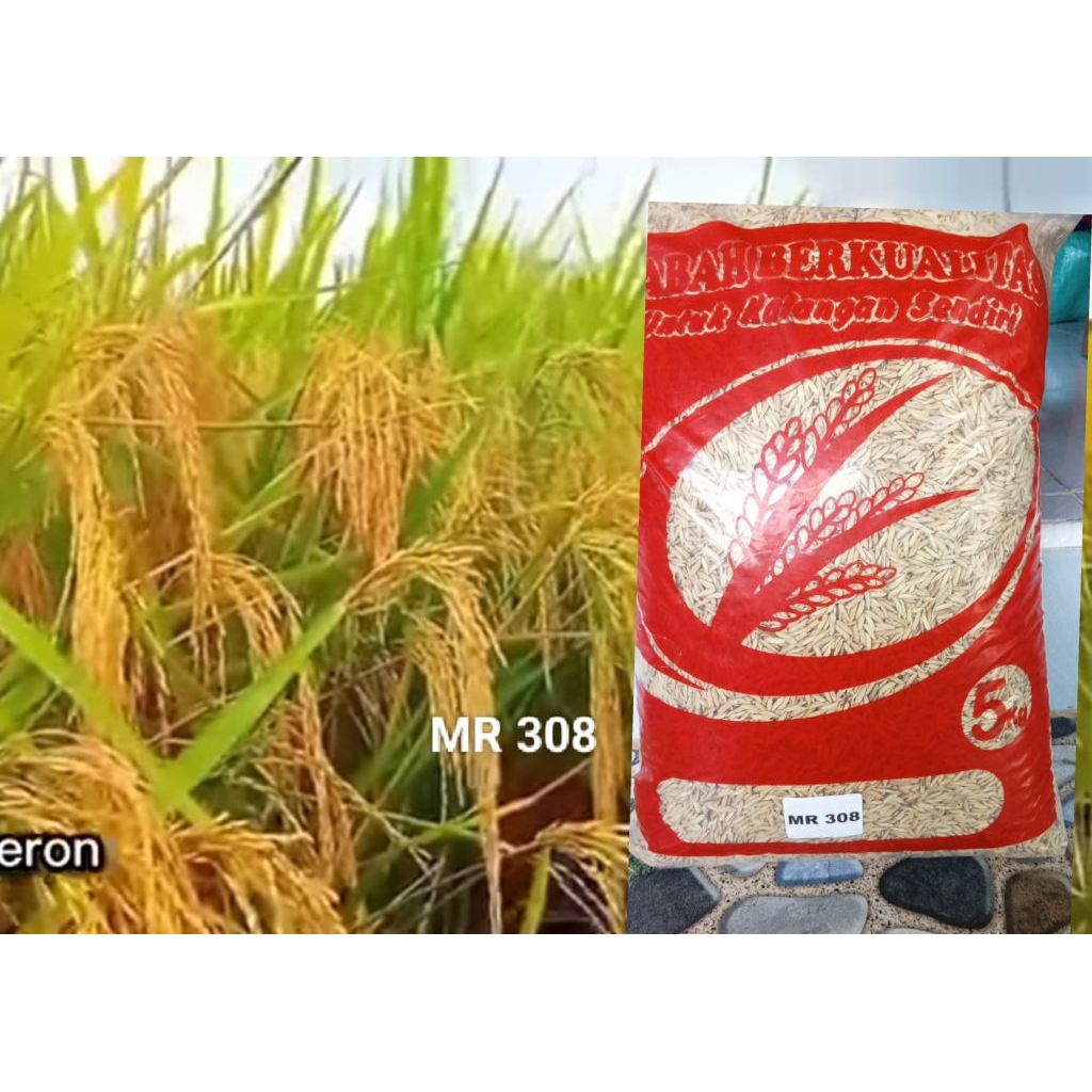 BENIH PADI MR 308 BENIH UNGGULAN PETANI