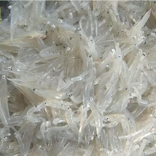 Ikan Teri 1Kg Ikan Teri Segar Ikan Teri Nasi Ikan Teri Nasi Basah Ikan Teri Nasi Segar Rasa Tawar Ik