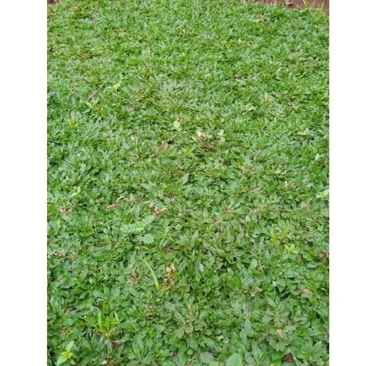 Rumput Gajah Mini (Per Meter)