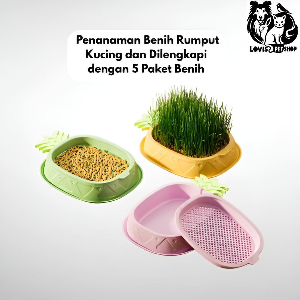 Rumput kucing Kit Penanaman Benih Rumput Kucing Rumput Gandum Kualitas Tinggi Rumput Kucing Dilengka