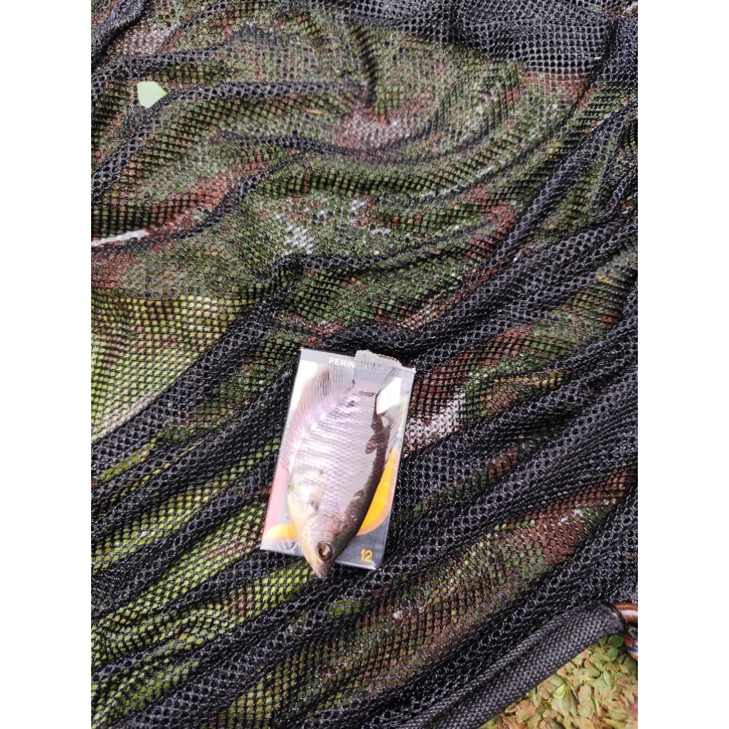 ikan gurame soang ukuran bungkus rokok