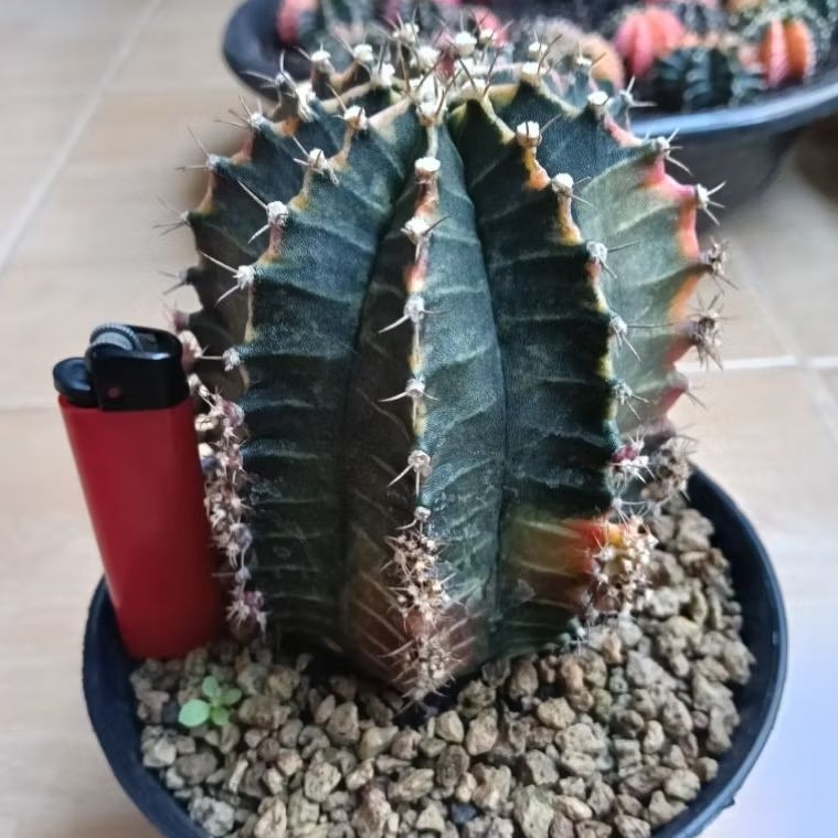 kaktus jumbo starfire hybrid/kaktus id starfire (code E)