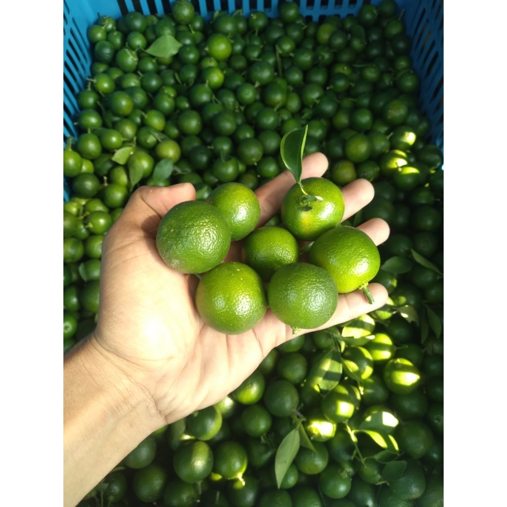 Jeruk Sonkit / Jeruk Kasturi 1kg