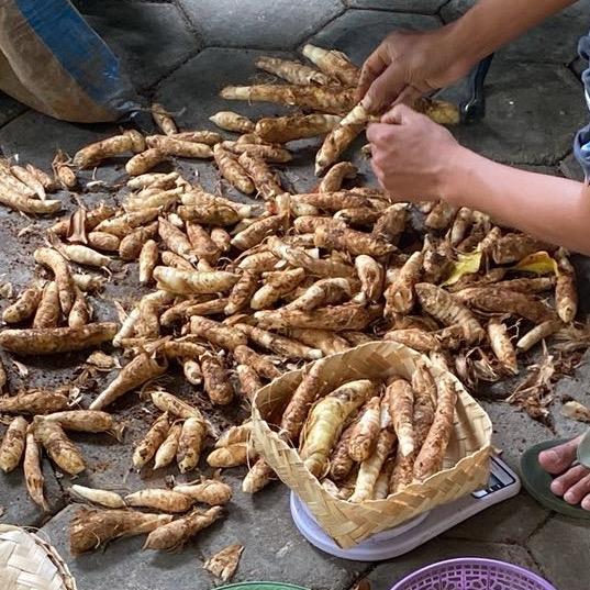 

Umbi Garut Segar 500 gram / Umbi Sagu Segar 250 gram Fresh Organik