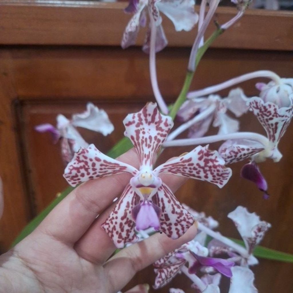 vanda tricolor spike/kenop/bunga