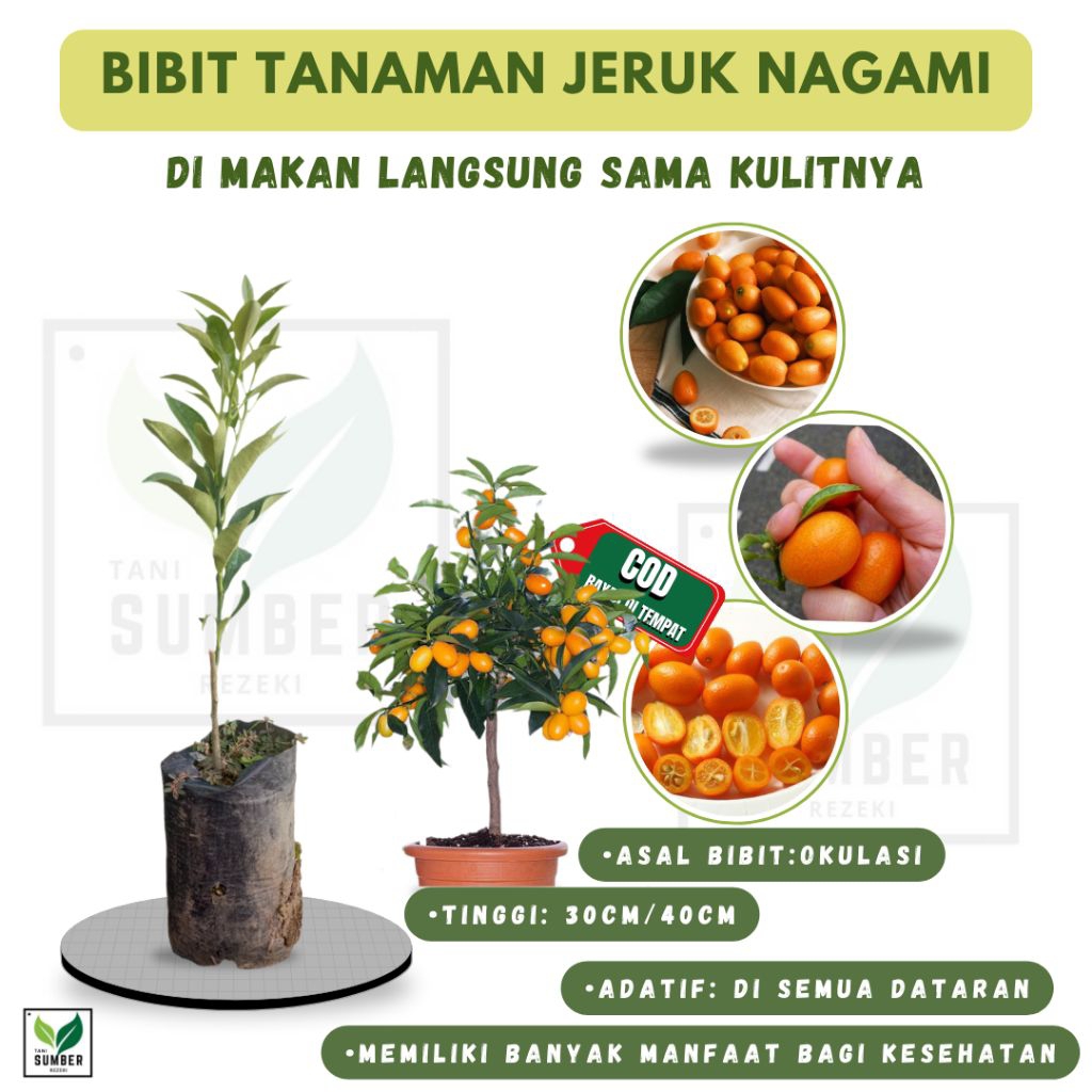 Bibit Tanaman Jeruk Nagami/kimkit