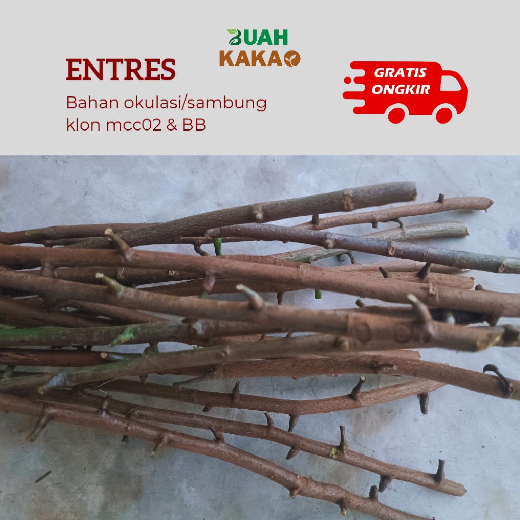 Entres buah kakao klon BB01 dan MCC02 bahan sambung/okulasi