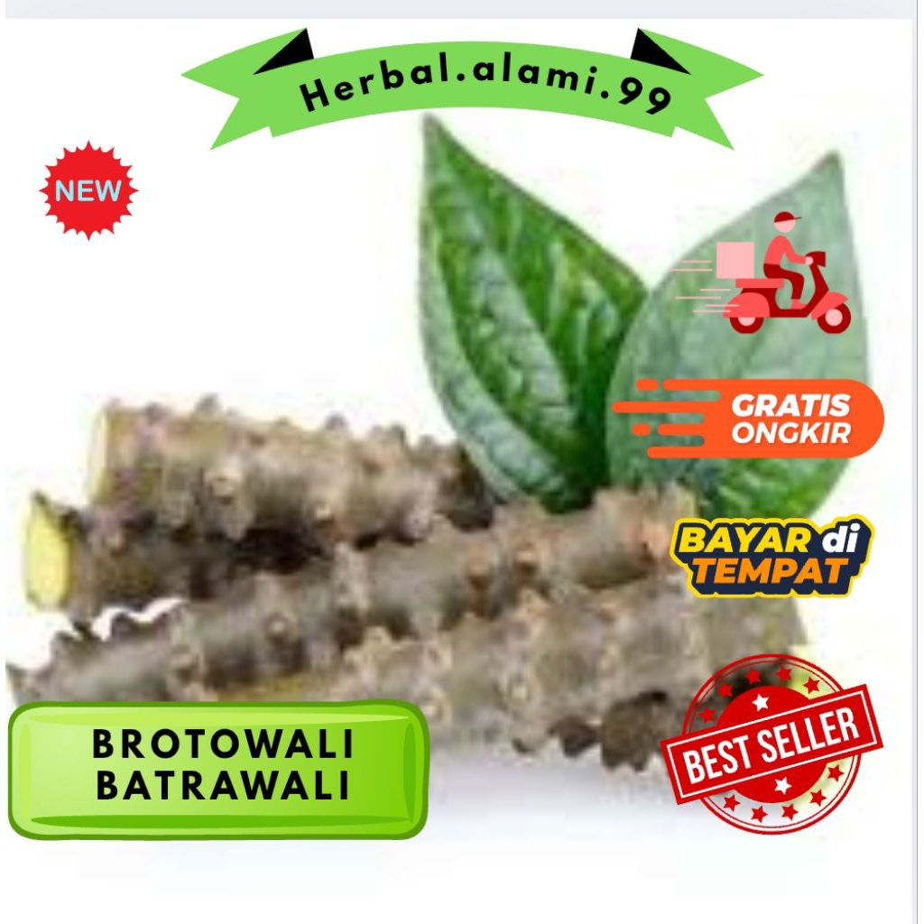 brotawali buat sapih anak per 100gm siap kirim