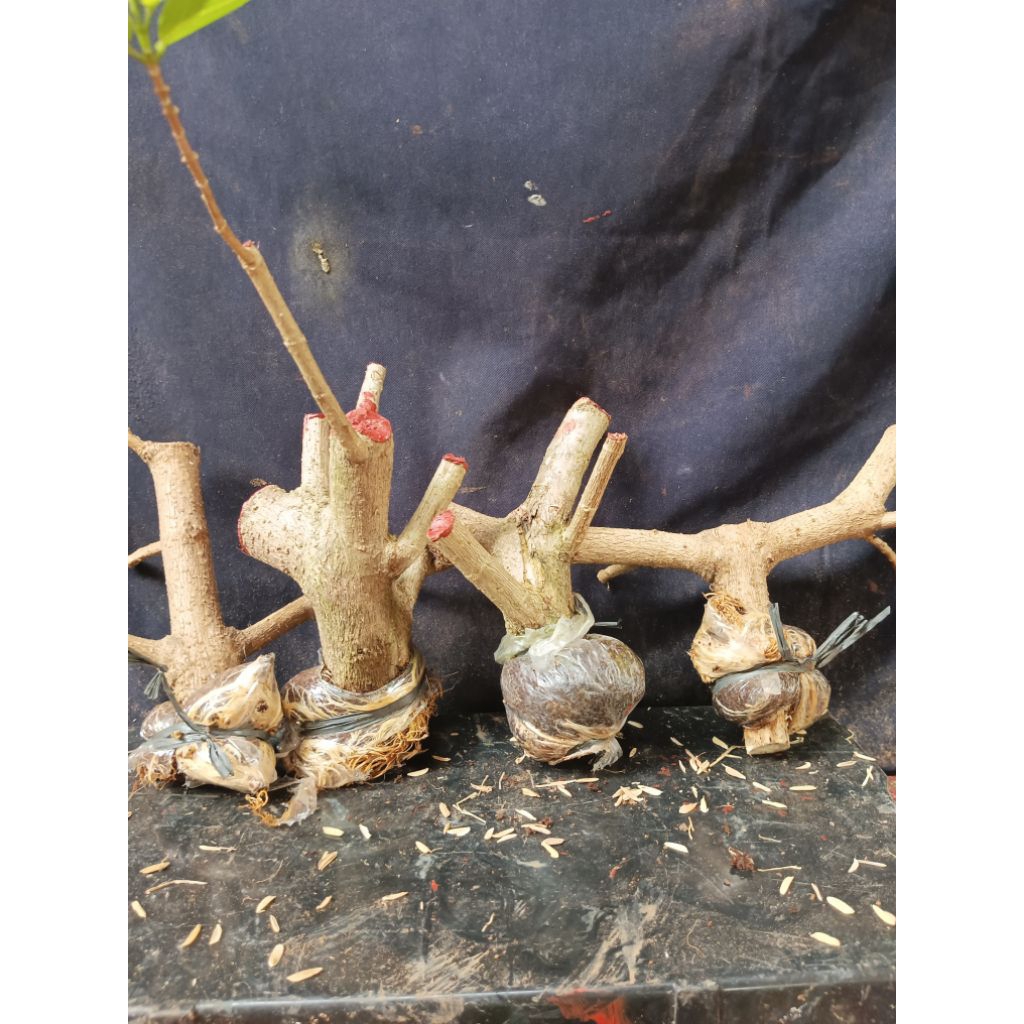 sancang cangkok akar sudah banyak