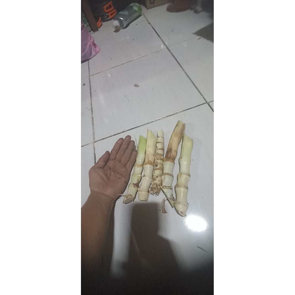 bibit odot super pakan kambing