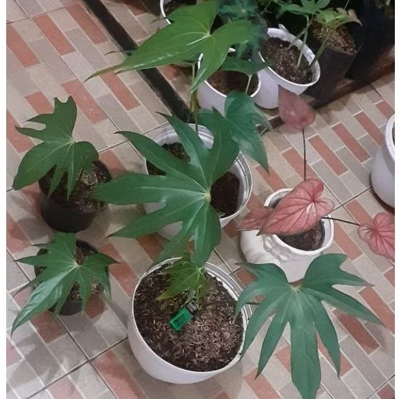 Tanaman hias Anthurium jari-pohon anthurium jari/Anthurium pedatoradiatum