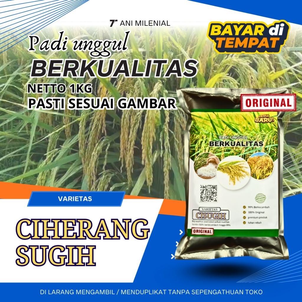 Benih padi ciherang sugih original berkualitas super