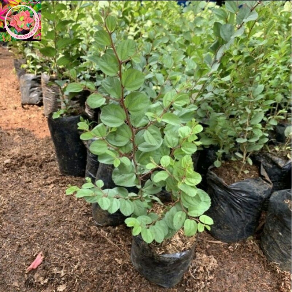 Pohon Bidara Arab Asli 30-40Cm Subur Rimbun Siap Tanam Pohon Hias Bidara Arab Termurah Tanaman Hias