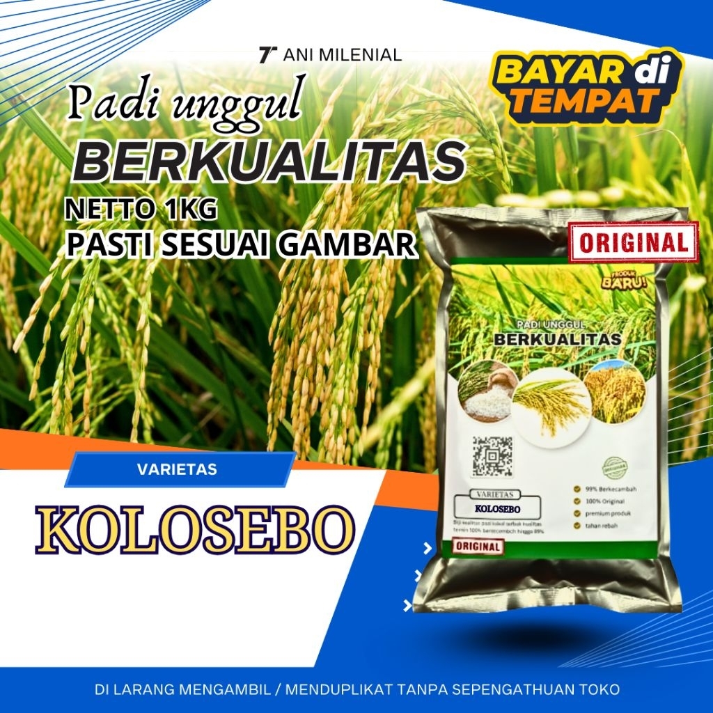 Benih padi kolosebo original berkualitas