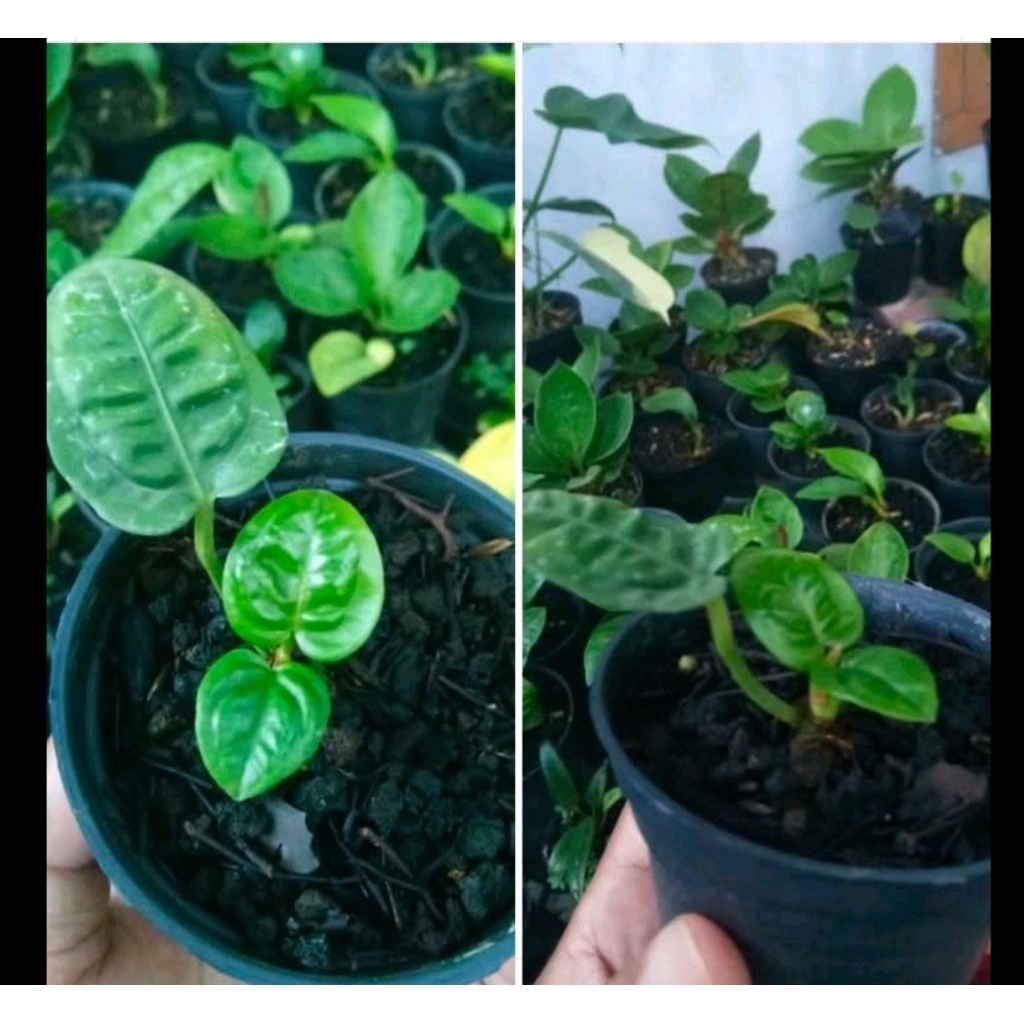 anthurium reflexinervium equador ekonomis