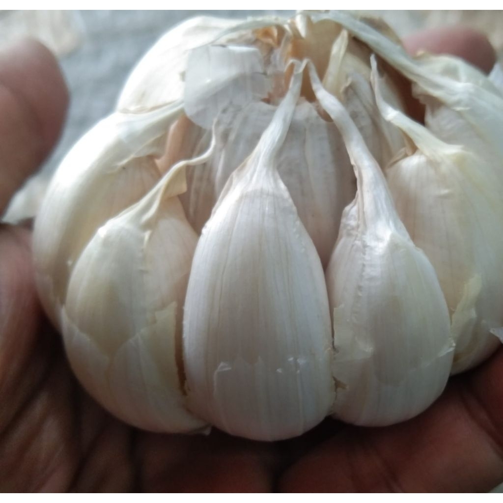 BAWANG PUTIH SINCO SEGAR BESAR DAN HARUM | BAWANG PUTIH SINCO ASLI | BAWANG PUTIH SINCO MURAH DAN BE