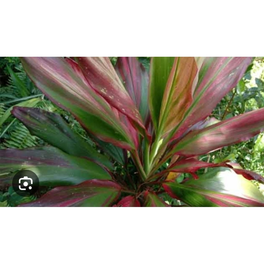 promo daun daun hanjuang 100gr