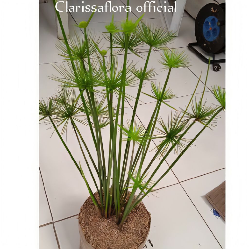 ( BISA COD ) Tanaman hias giant papyrus / pohon papirus