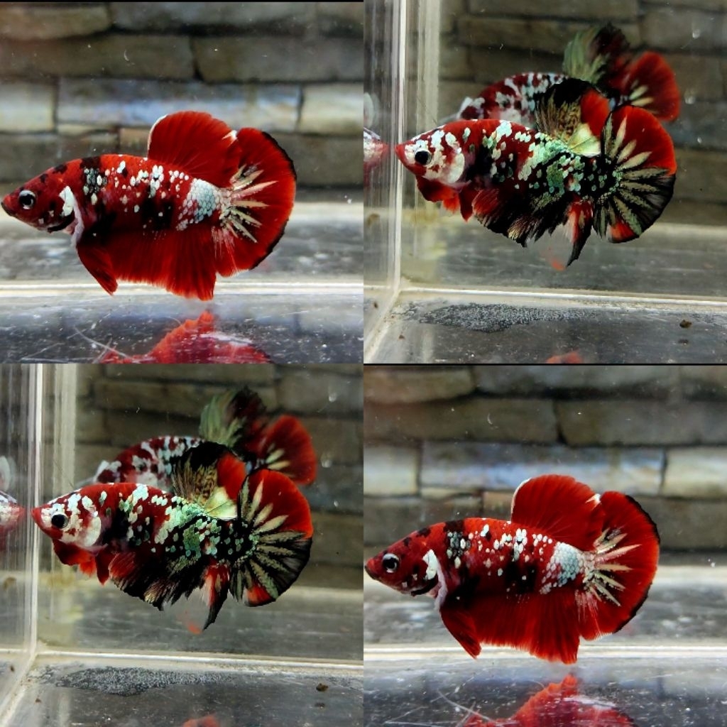 hiasan akuarium red koi Cooper top grade