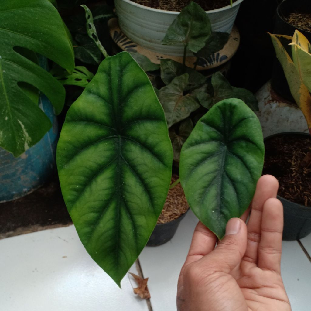 Alocasia Cuprea Hijau
