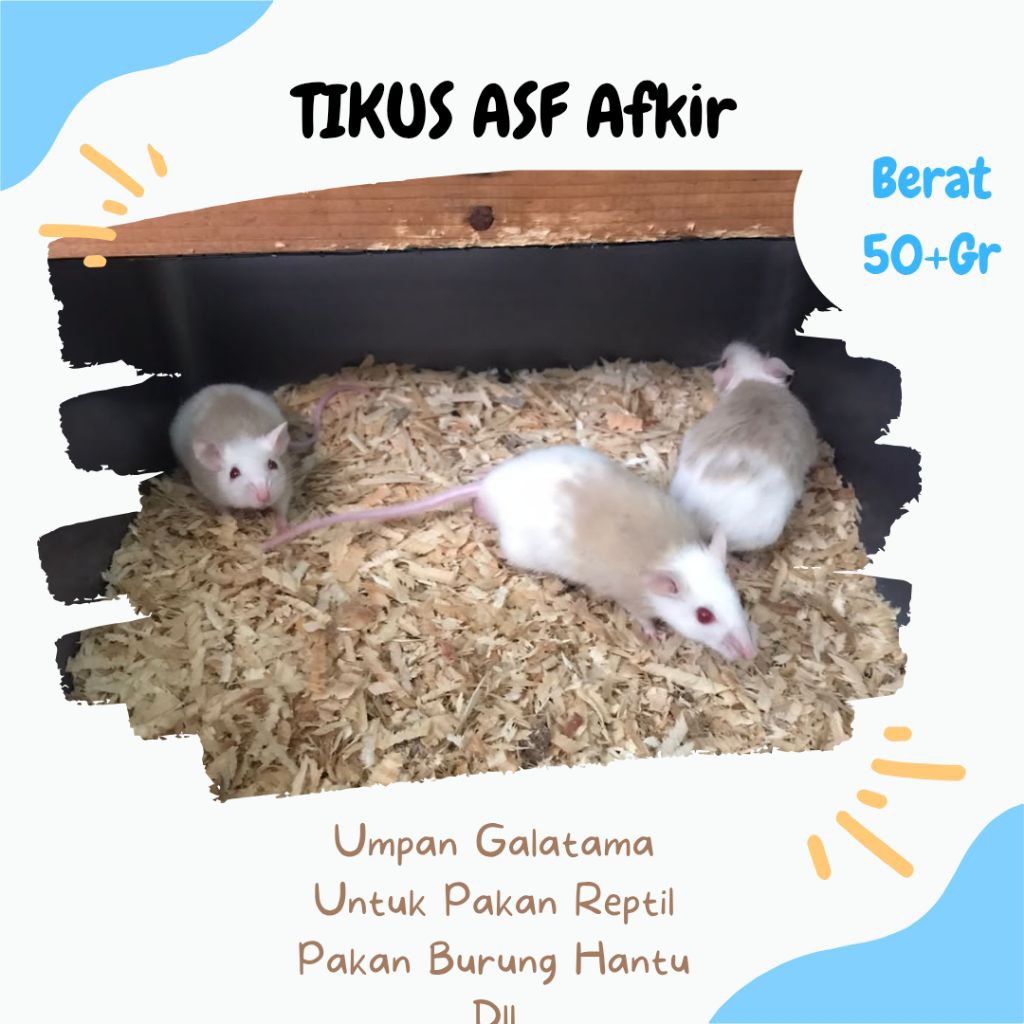 ASF AFKIR  / Tikus ASF Hidup – Pakan Alami Ular BallPython & Hewan Predator