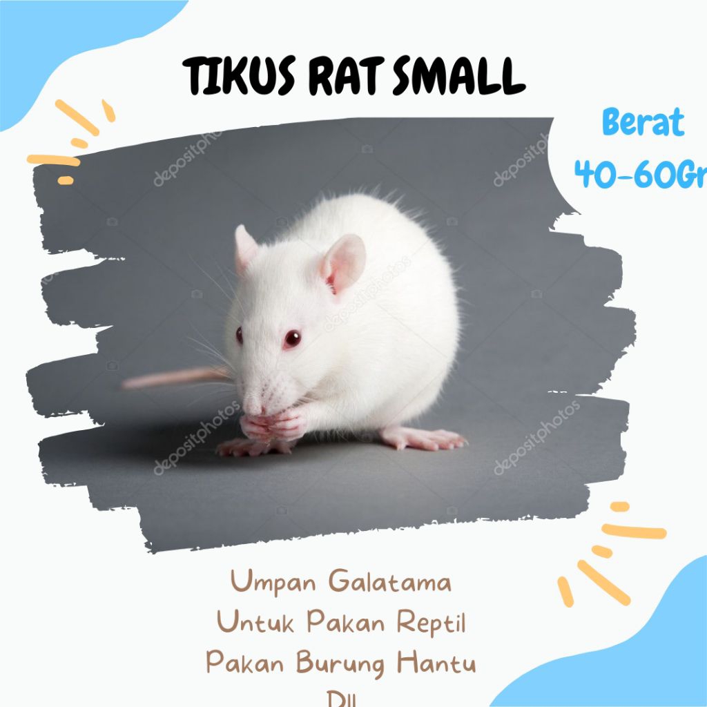 RAT Small / Tikus Putih Rat – Pakan Ular, Reptil & Kebutuhan Laboratorium