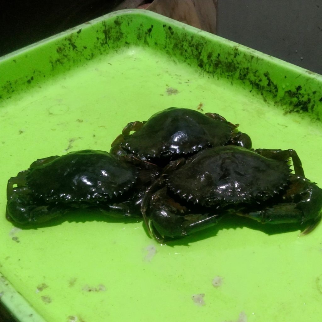 kepiting soka berat 1 kg(7/8pcs)