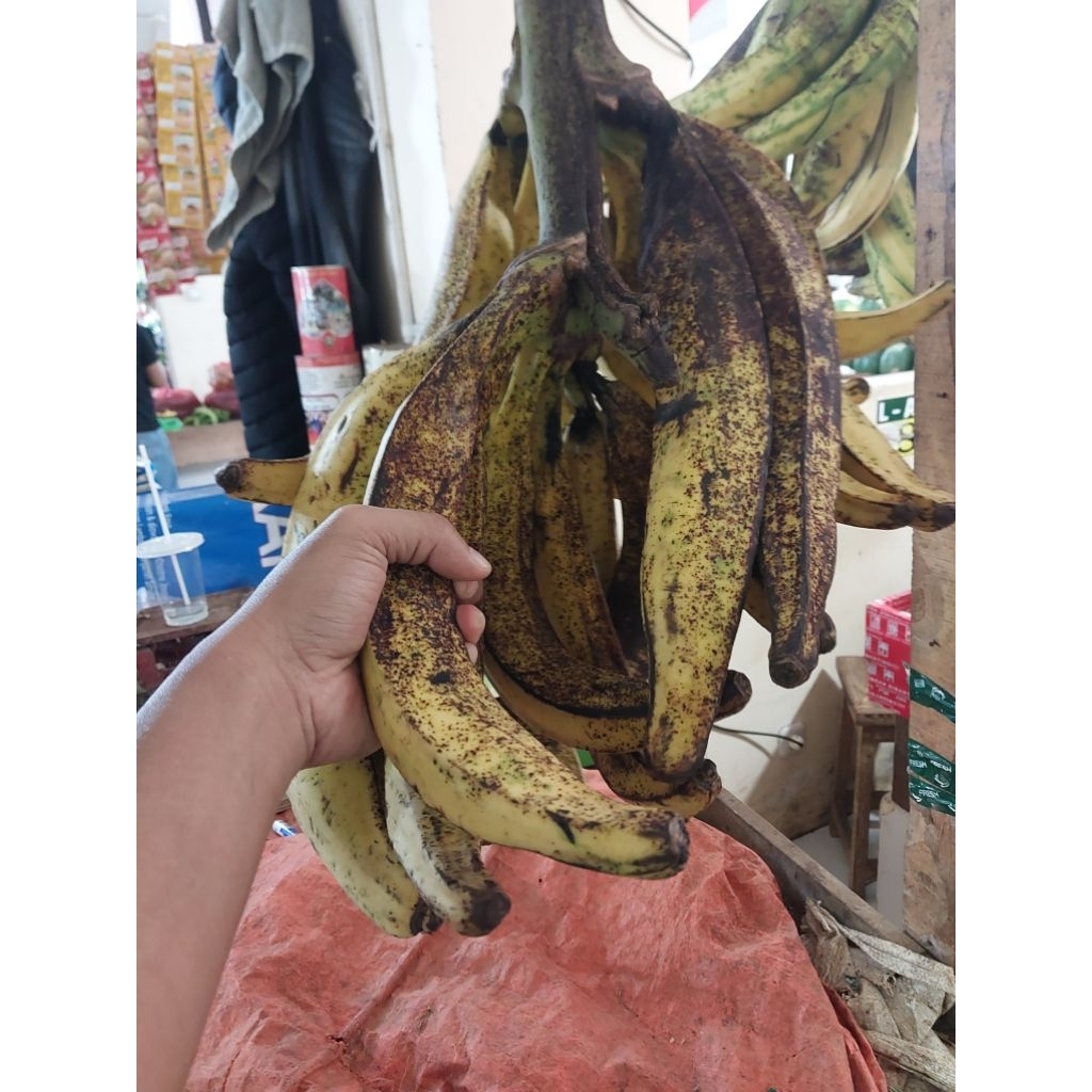 grosir pisang tanduk madu 1 tandan