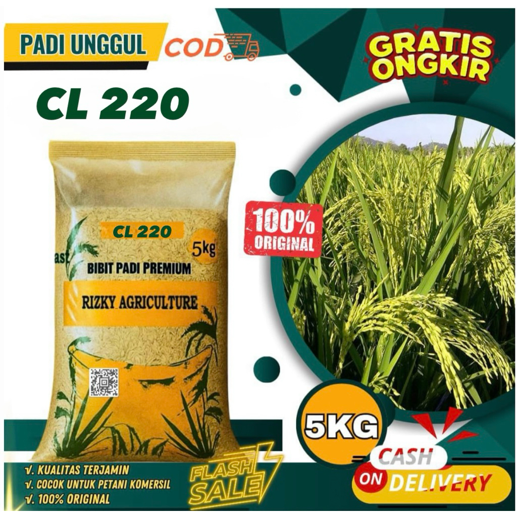 BENIH PADI BIBIT PADI CL 220 KUALITAS UNGGUL KEMASAN 5 KG