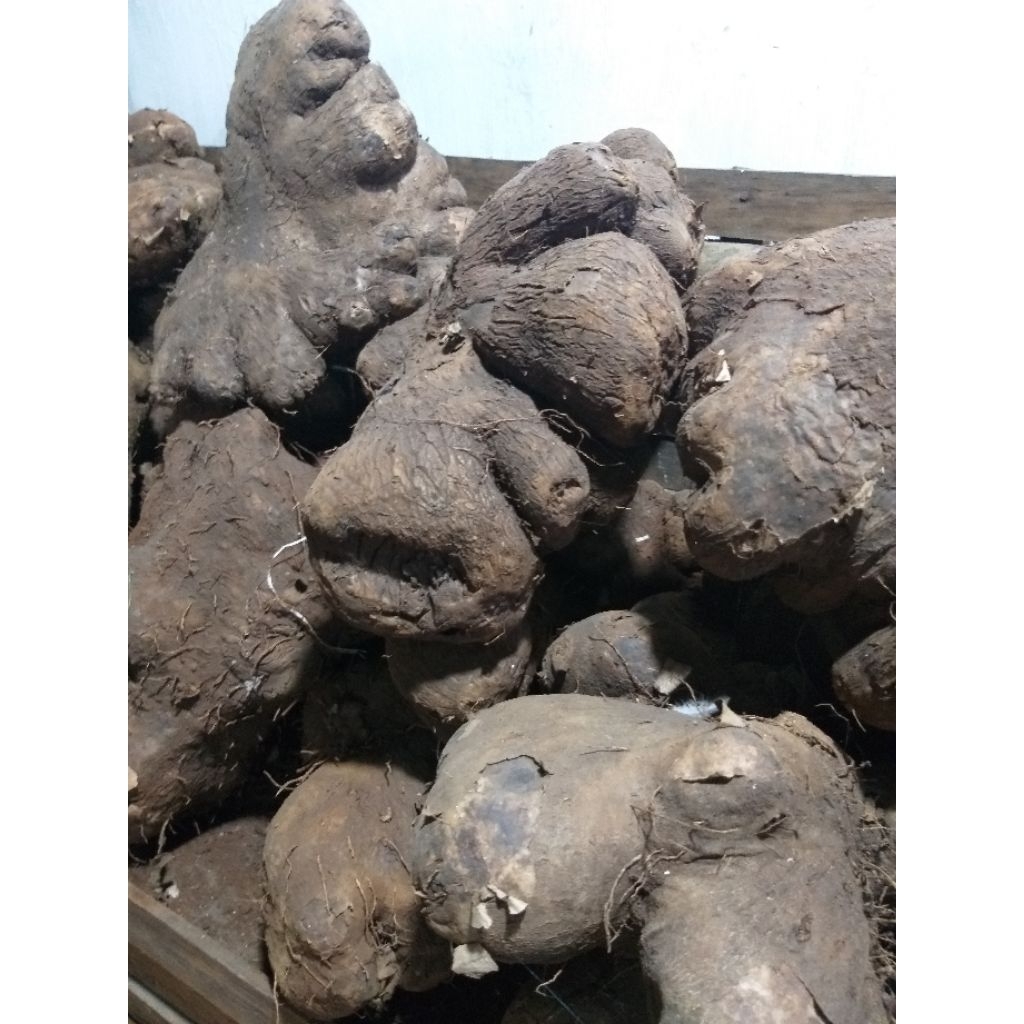 17000 ubi uwi tuban putih manis punel per kg