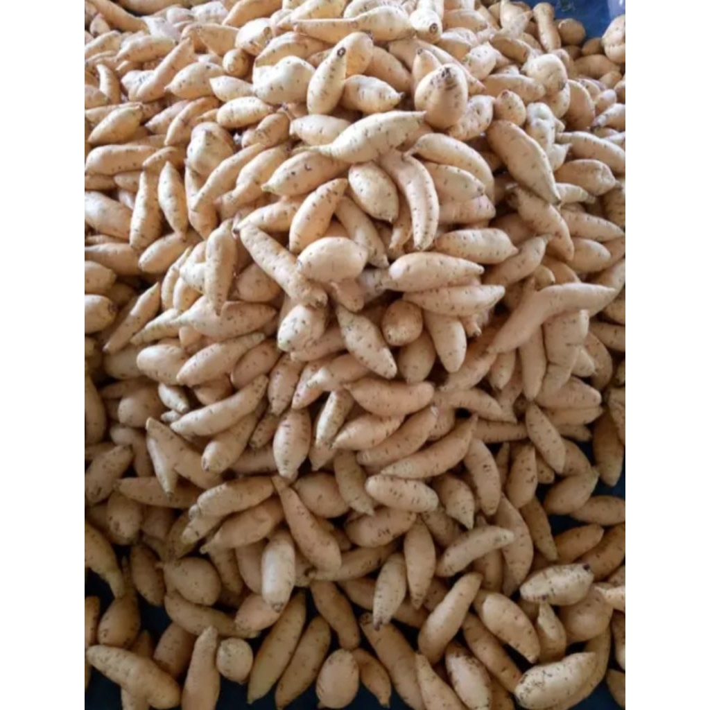 ubi madu cilembu mentah