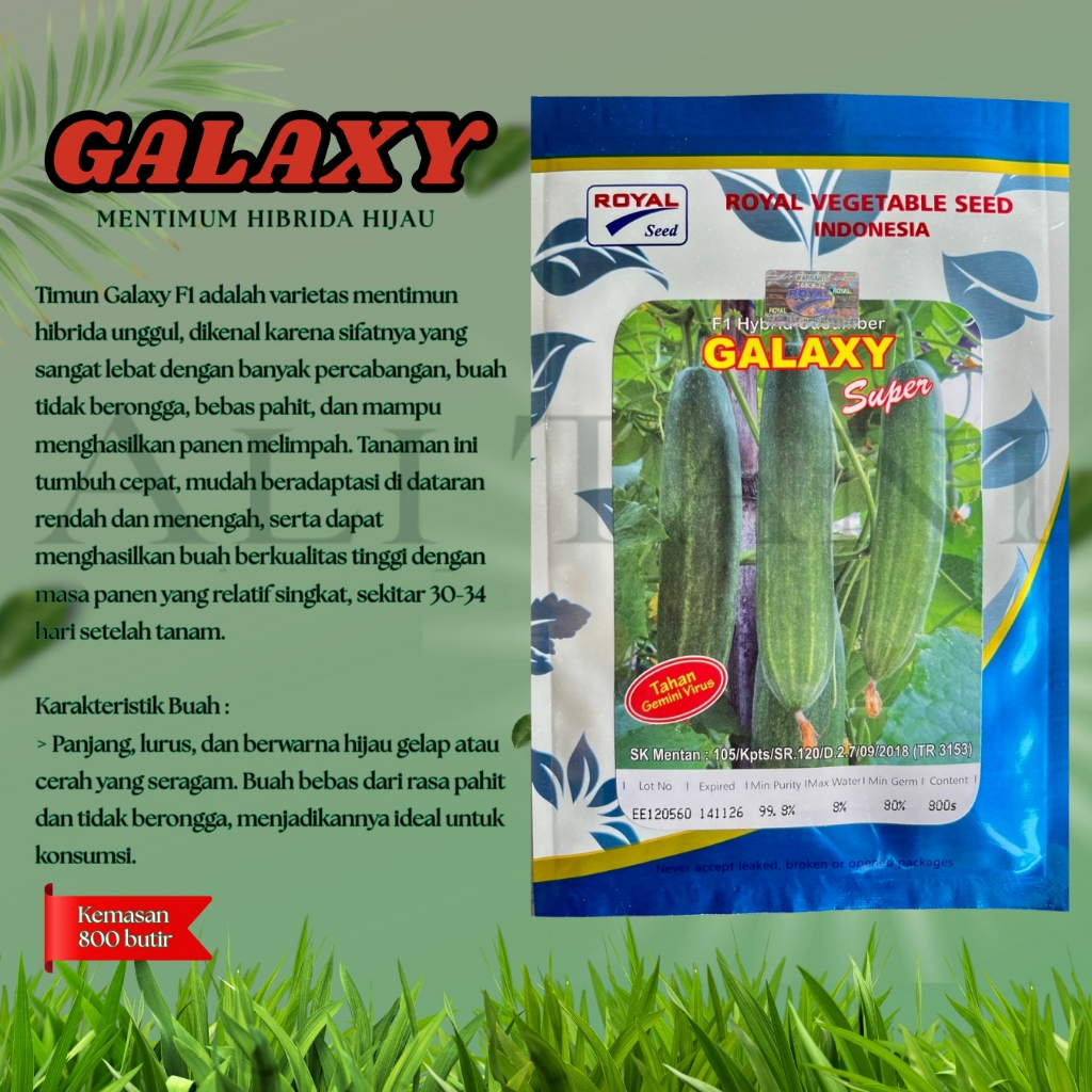 GALAXY F1 800 BUTIR Benih/Bibit Timun Hibrida Royal/Mentimun Hijau Panjang