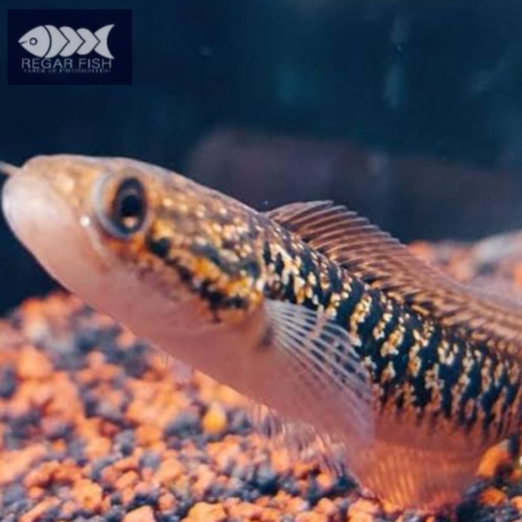 ( Red ) Asiatica Rsp Kalimaya 8-10 CM Full Spot