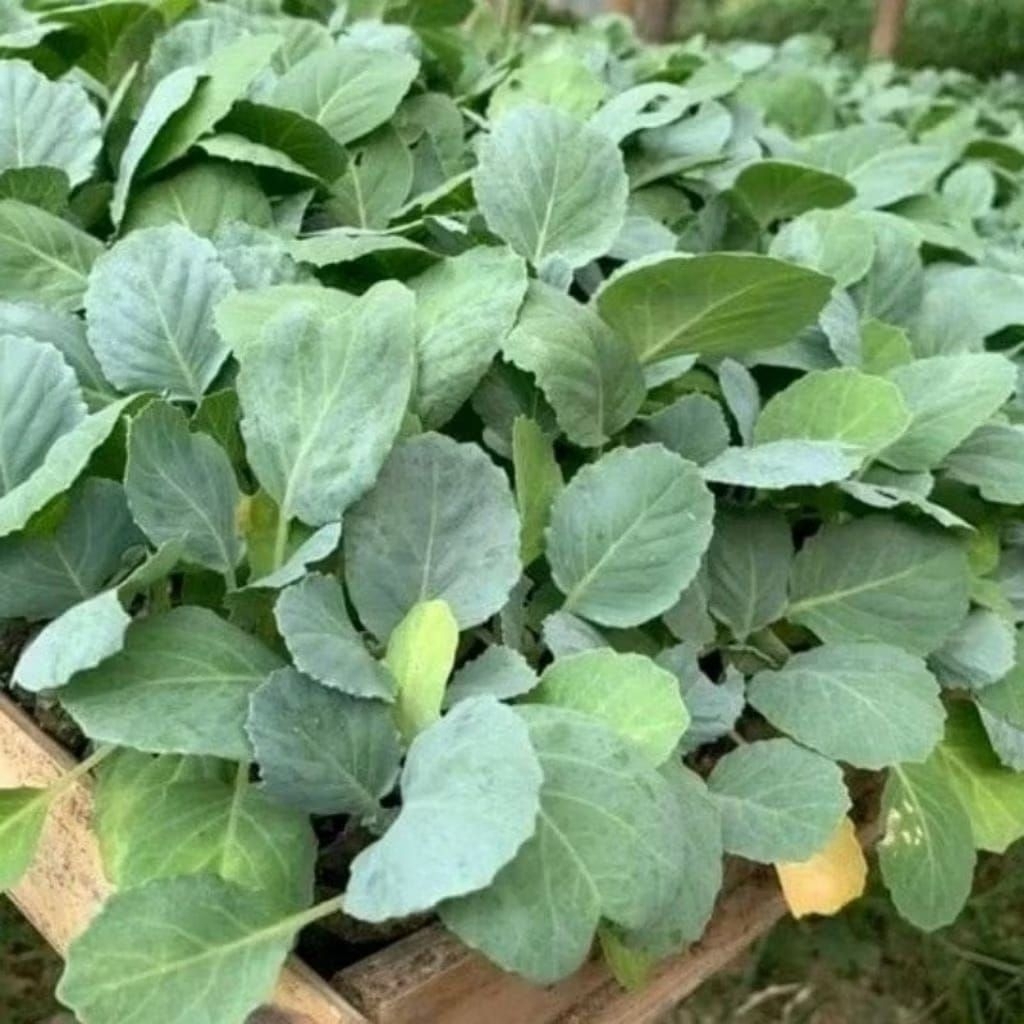 Paket 30 Pohon Bibit Kubis/Kol Siap Tanam - Bibit Tanaman Hidup