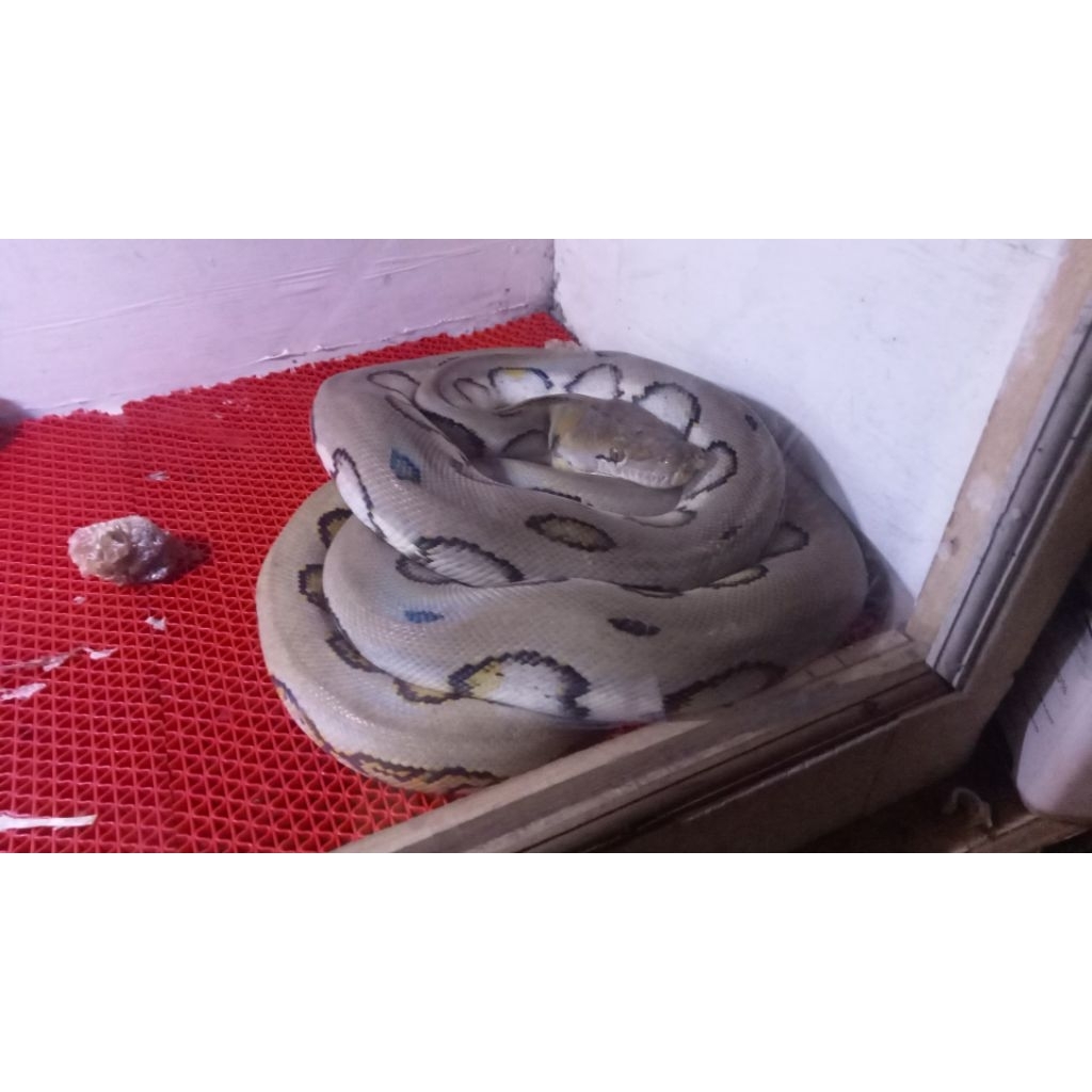 Reticulatus Harleyqueen