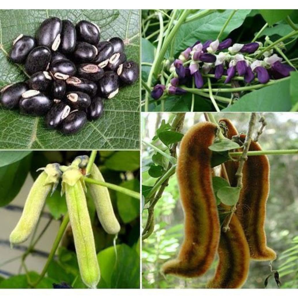 benih biji kacang black mucuna/kacang koro benguk hitam isi 20 butir