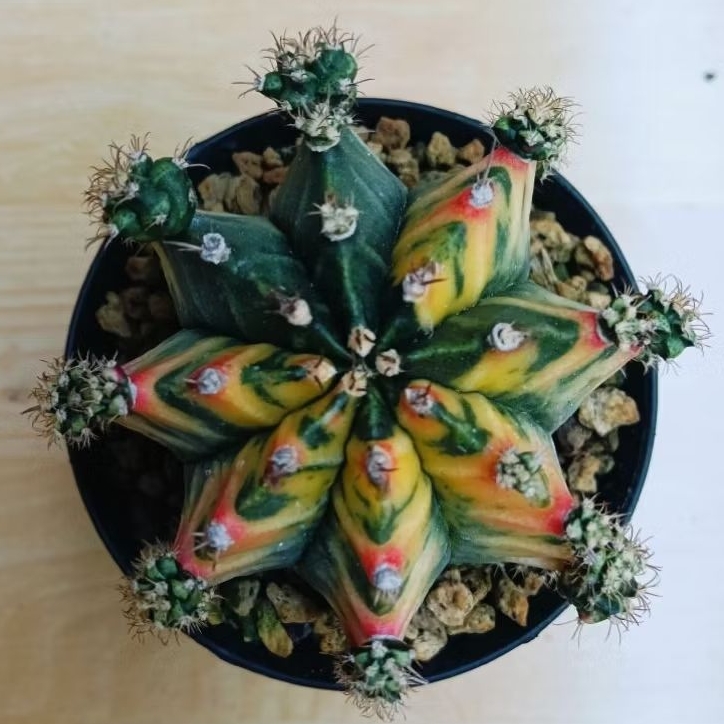 kaktus gymno miha hybrid variegata selected perform/kaktus pola unik