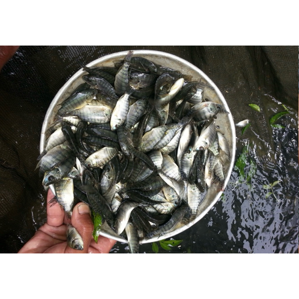 BENIH IKAN NILA UKURAN 5 - 7cm