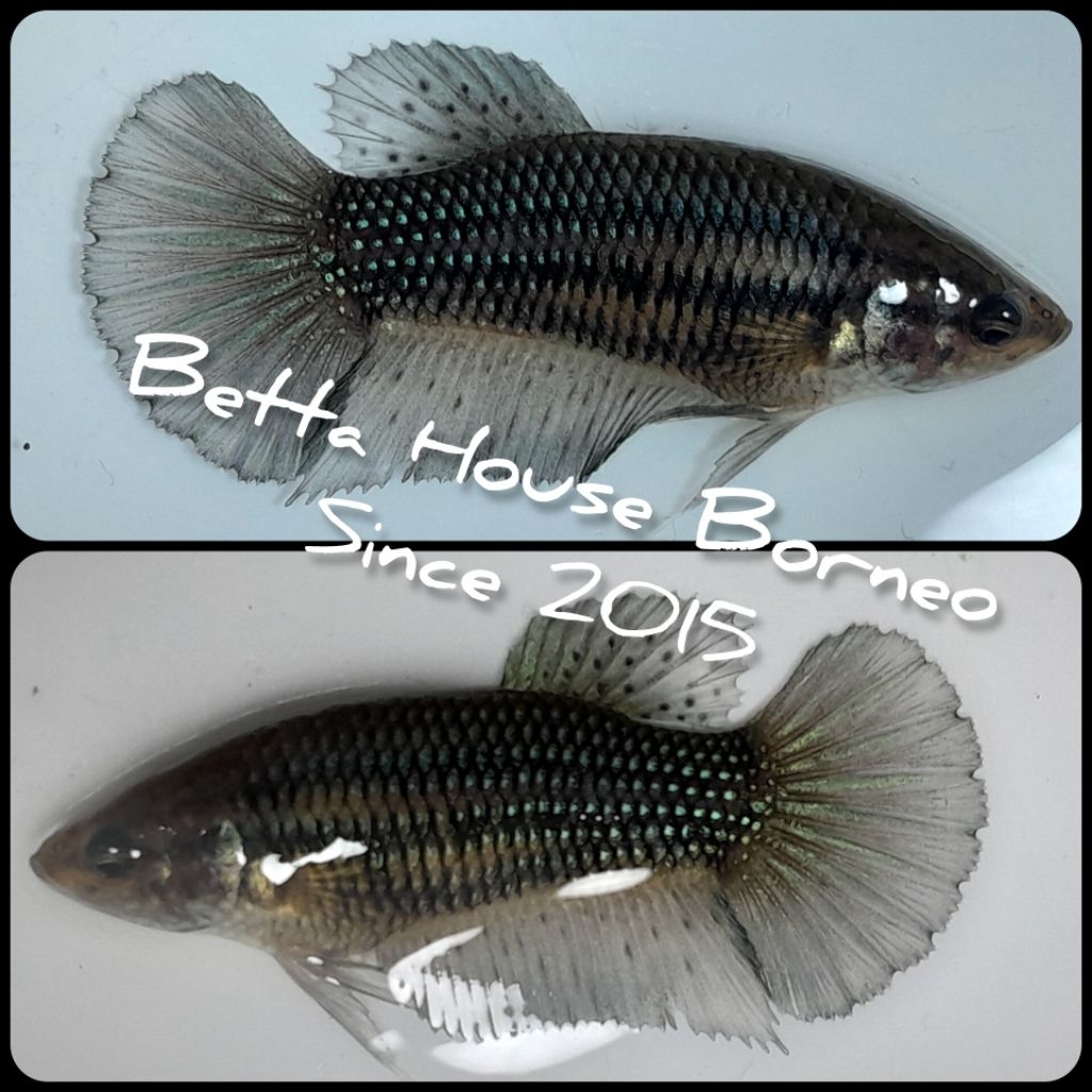 FEMALE HMPK GREEN SAMURAI SNI (REAL PIC)