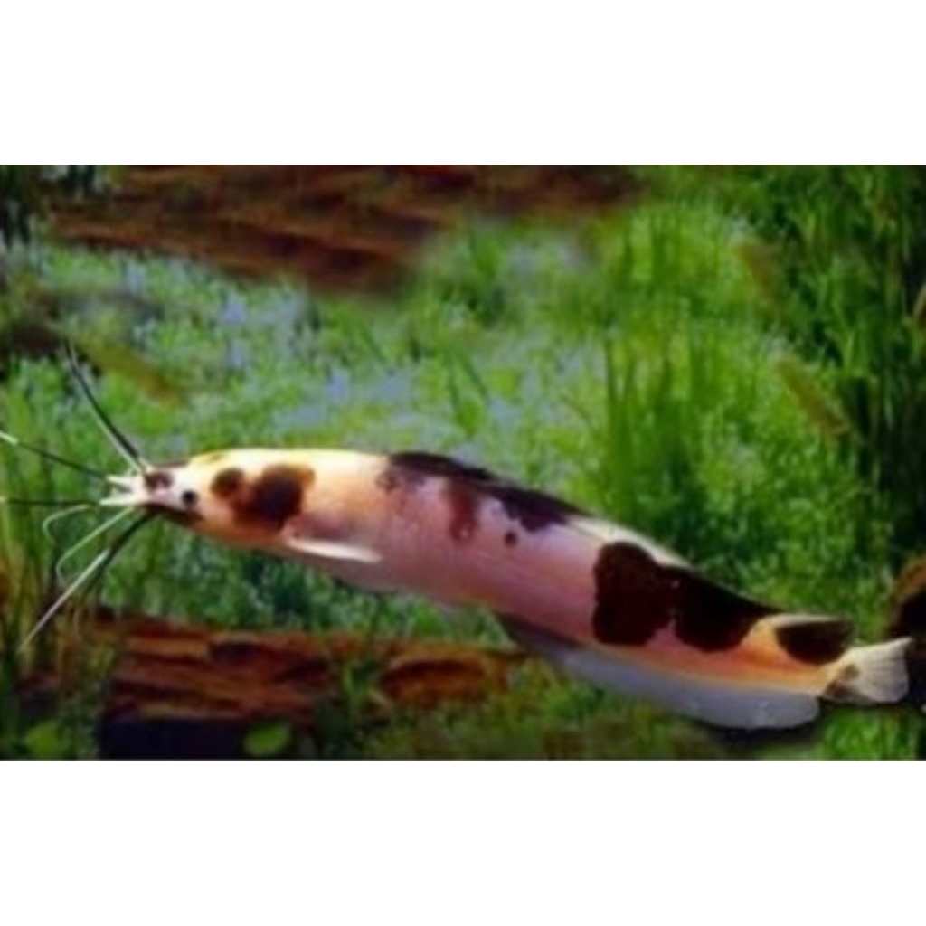 Hiasan Aquarium | Lele Hias | Lele Albino Belang 20-25 cm Wajib Packing Box Sterofoam