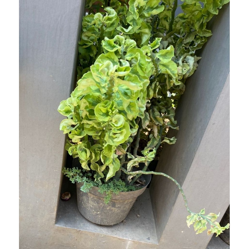 Tanaman Hias Kribo Kriwil / Kriwil Patah Tulang