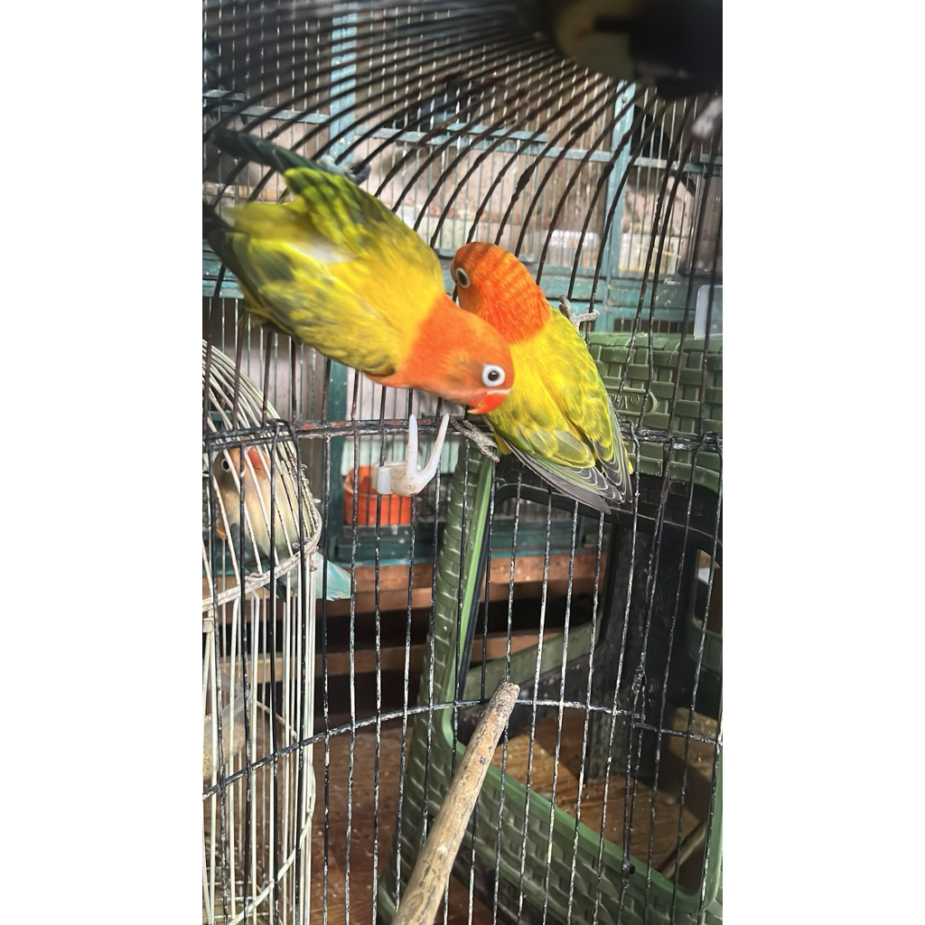 Lovebird Biola Euwing Gold