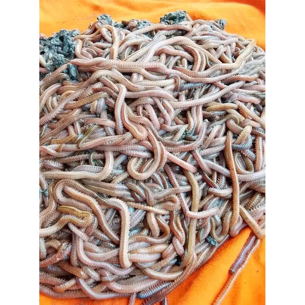 cacing laut naga merah/punpun/ elur /kilung KHUSUS BUAT KIOS