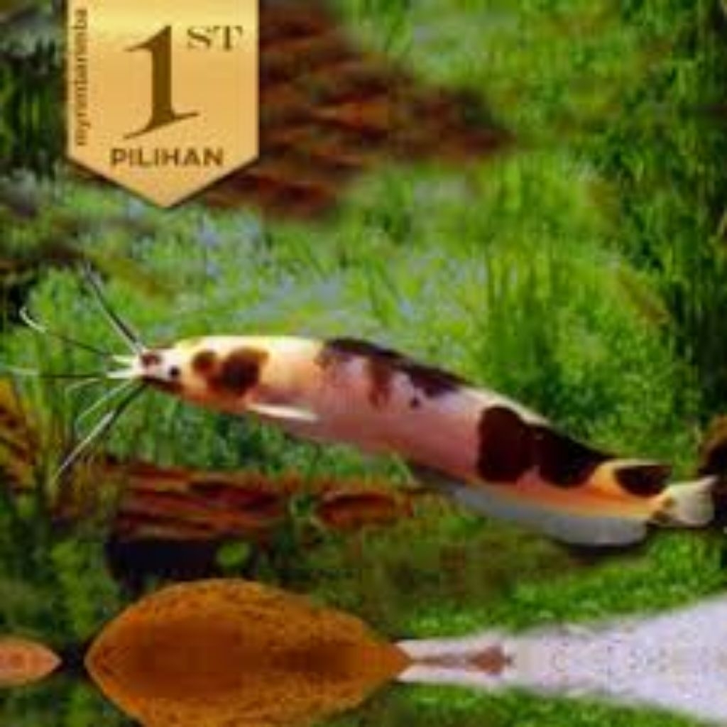 Hiasan Akuarium Lele Albino/Lele Trotol Size ±6CM