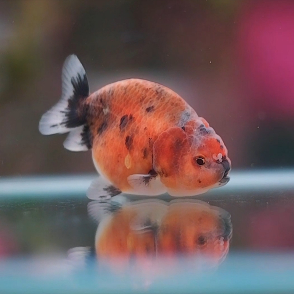 Anakan Ranchu Grade A | Goldfish | Koki Lionhead Lionchu