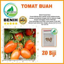 Benih Tomat Buah Besar Lonjong Super Benih Unggulan