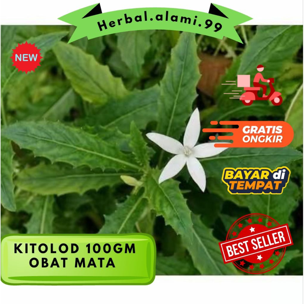 daun kitolod obat herbal mata 100gm