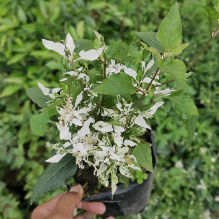 BUNGA ANTING PUTRI SALJU bunga gantung