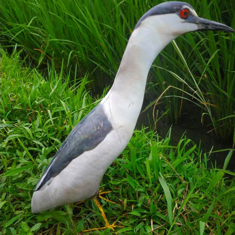BONEKA BURUNG KOAK ABU / BURUNG JONTROT TAMAN / DEKOY MANUK GOAK RAWA